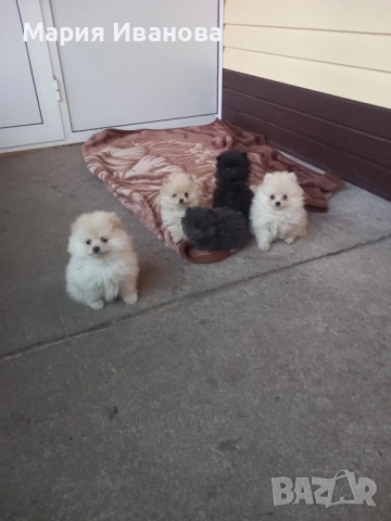 Бебета мини шпиц си търсят нов дом , снимка 3 - Померан - 52970296