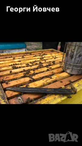 Пчелни семейства и отводки