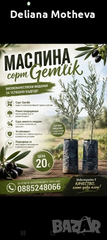 Маслиново дърво