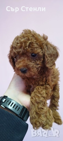 ТОЙ ПУДЕЛ 5 момчета, снимка 9 - Пудели - 53799744