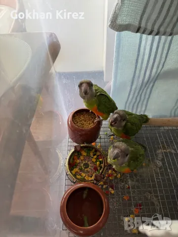 Папагали Сенегалски , снимка 7 - Папагали - 49275270