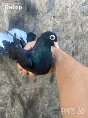 Търговишки гълъби, снимка 4 - Гълъби - 51387757