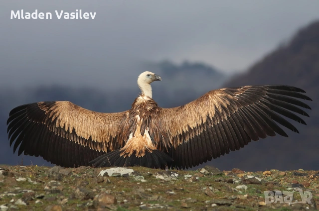 Дигитални авторски фотографии на природа(птици, бозайници, пеперуди, влечуги, земноводни и др.), снимка 15 - Други - 53943304