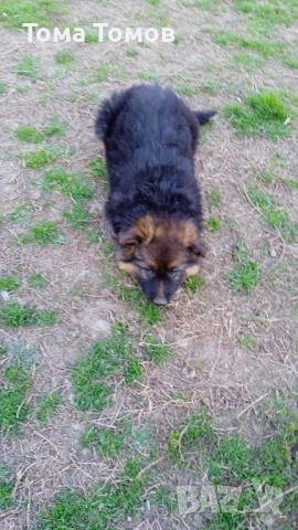 Чистокръвнa женска немскa овчаркa на 2 месеца 300 евро, снимка 4 - Немска овчарка - 53839044