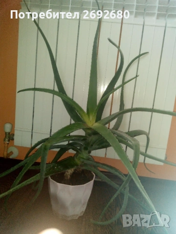 Голямо дървовидно лечебно алое-80см.височина , снимка 9 - Стайни растения - 51288532