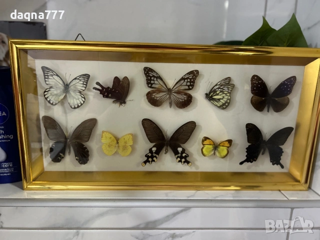 Рамка с екзотични пеперуди Азия, снимка 12 - Декорация за дома - 53397346