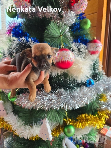 мини чиху пинчери, снимка 3 - Пинчер - 52677043