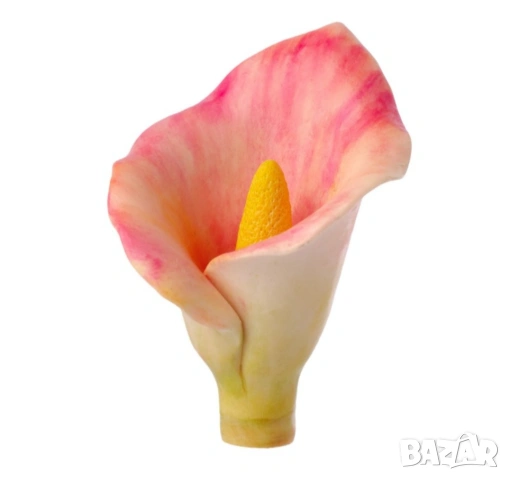 Молд Украйна цвете Кала