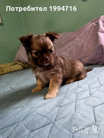 Чихуахуа момчета , снимка 3 - Чихуахуа - 53226584