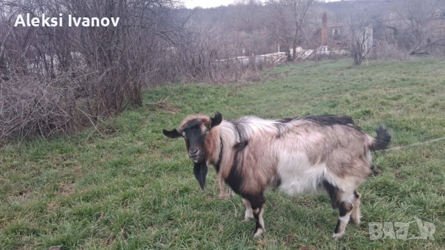 Селско стопански животни, снимка 2 - Кози - 53923044