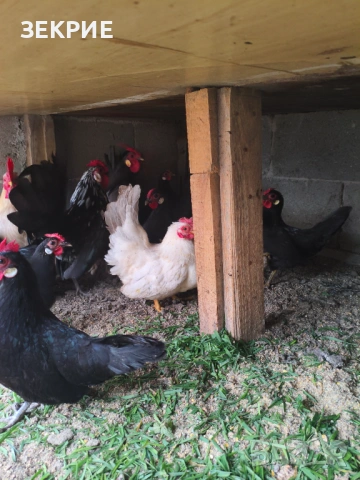 Продавам Домашни Оплодени Яйца от ШАБО, снимка 3 - Кокошки и пуйки - 53608373