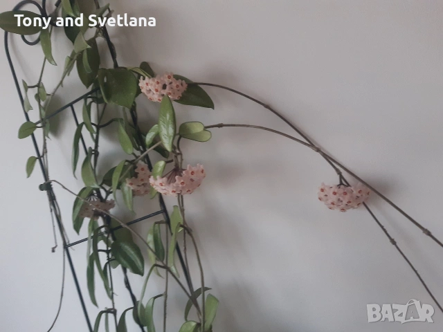 Стайни цветя- Хоя /Восъчниче (Hoya Carnosa), Сансевиера мини, Хлорофитум, Традесканция Зебрина, снимка 5 - Стайни растения - 53572534