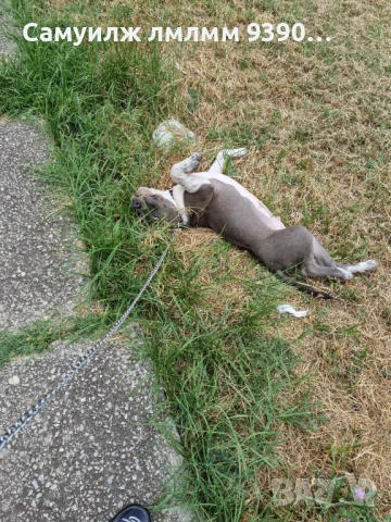 Американско були , снимка 1