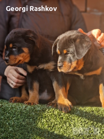 Ротвайлери , снимка 2 - Ротвайлер - 52298947