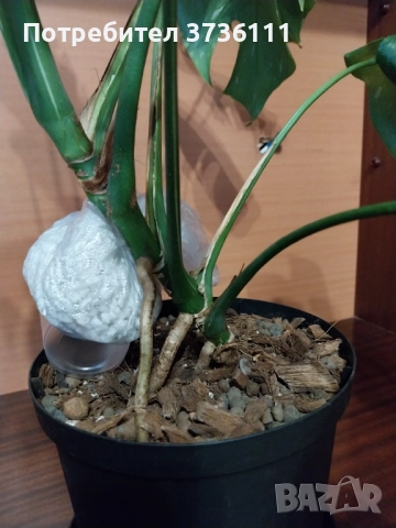 Monstera Tha, снимка 3 - Стайни растения - 52300210