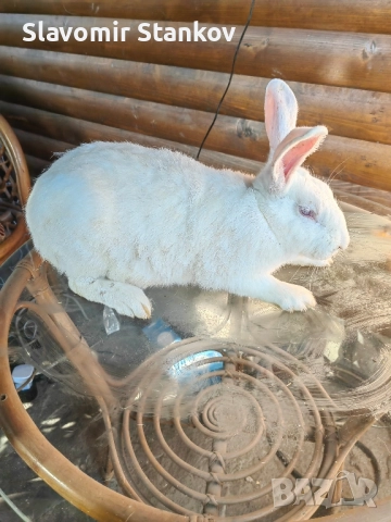 продавам зайци Цика Сребърни и Рексови , снимка 9 - Други - 50803206