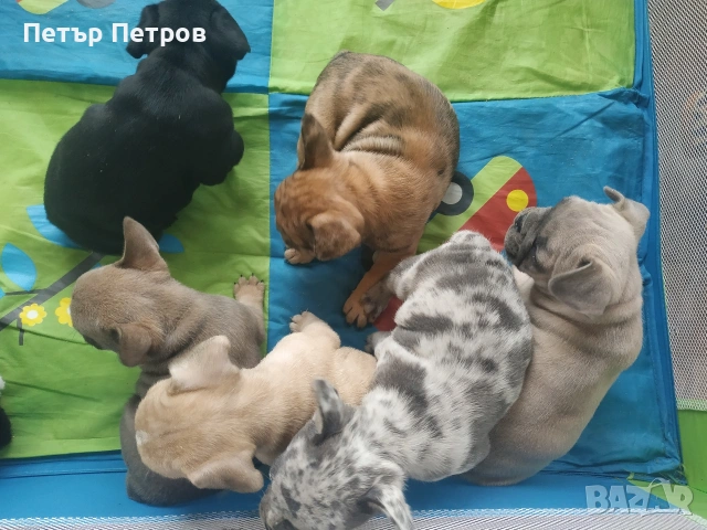 френски булдог -булдочета , снимка 8 - Френски булдог - 51929954