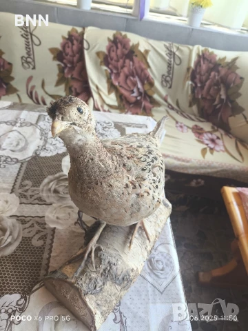 Препариран женски фазан