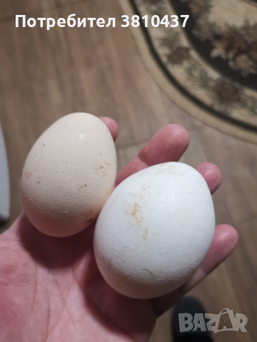 продавам оплодени яйца от Бял легхорн , снимка 6 - Кокошки и пуйки - 44949131