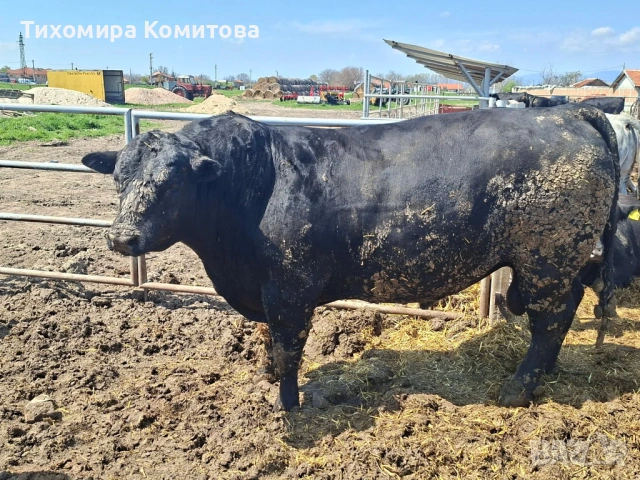 Свободни месодайни телета, снимка 10 - Крави - 54174825