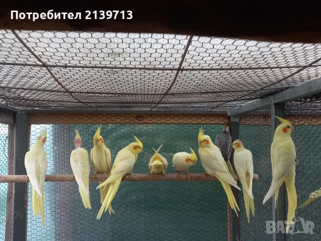 Продавам папагали млади Корели от 2025 г., снимка 7 - Папагали - 50449957