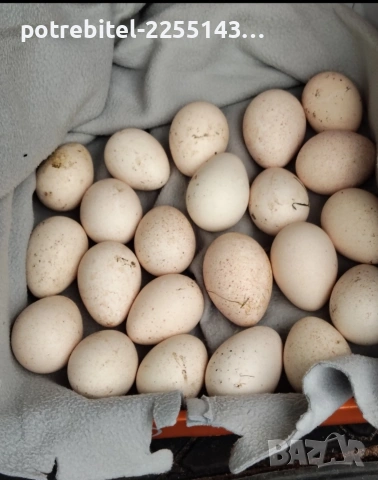 Пуешки яйца-2 Евро броя. , снимка 4 - други­ - 53889875