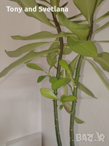 Каучуково дърво (Euphorbia Synadenium) - саксийно растение. , снимка 3 - Стайни растения - 51625139