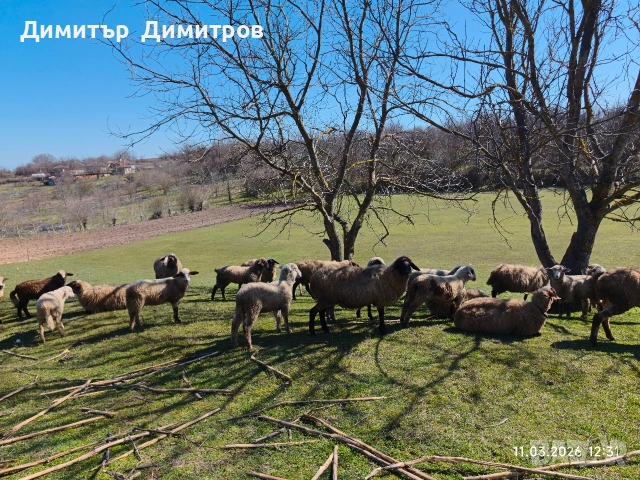 продавам овце , снимка 7 - Овце - 53803565