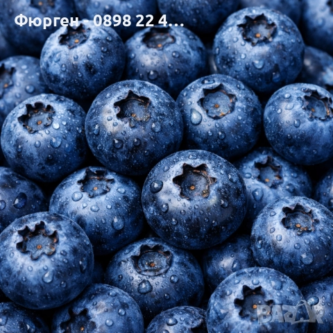 Боровинка - Разсад и замразен плод, снимка 6 - Разсади - 35693886