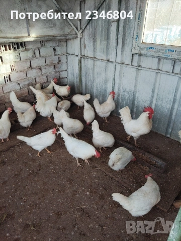 записвам за пиленца бял легхорн , снимка 3 - други­ - 53066043