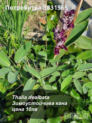 Водни лилии и водни растемия, снимка 16 - Градински цветя и растения - 45775201