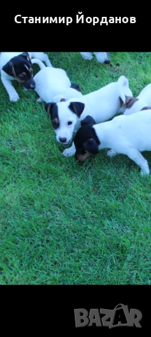  ТОП Джак ръсел териер ТОП , снимка 1