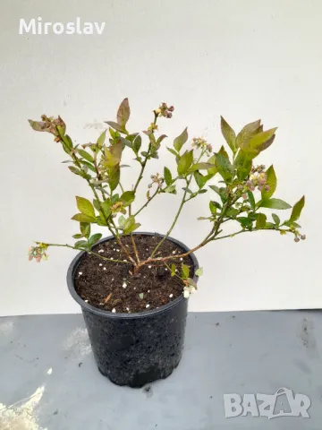 Боровинка (Синьо Злато)/Vaccinium Blue gold, снимка 11 - Градински цветя и растения - 39933087