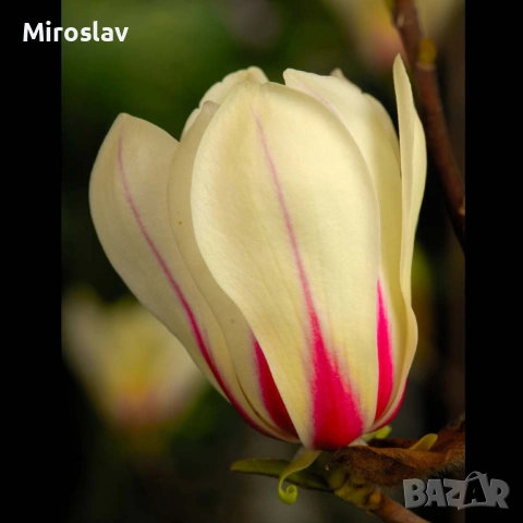 Магнолия "Сънрайз", снимка 4 - Градински цветя и растения - 53984976