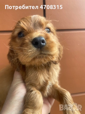 Кокер шпаньол истински червен момче, снимка 5 - Кокер шпаньол - 54019379