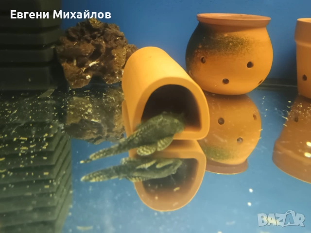 Анцитруси , снимка 3 - Рибки - 53056690