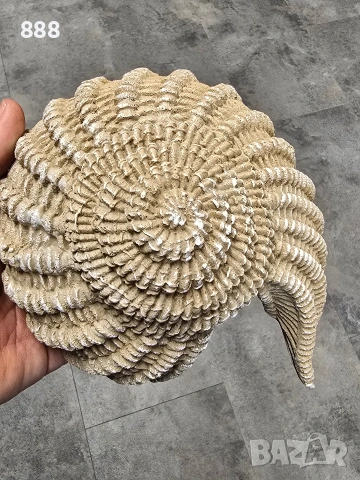 декорация рапани