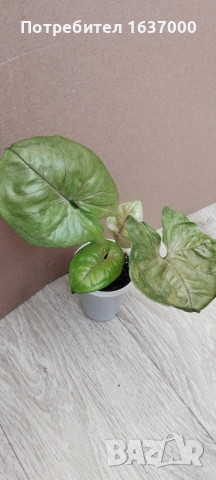 Сингониум Roxanne 