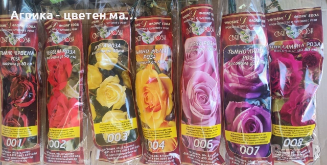 РОЗИ корени НОВО ЗАРЕЖДАНЕ от лицензиран разсадник , снимка 4 - Градински цветя и растения - 42675882