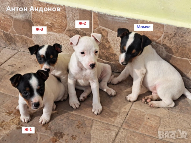 Джак Ръсел Териер, снимка 8 - Джак ръсел териер - 53382159