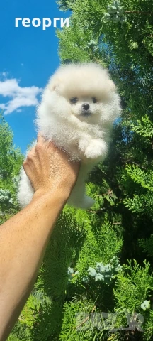 померан померанче, снимка 7 - Померан - 51192687
