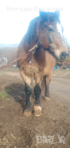 Работен кон, снимка 3 - Коне - 52890847