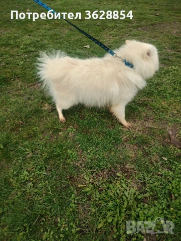 Продавам немски среден шпиц 