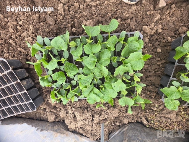 Разсад краставици, снимка 4 - Разсади - 54165408