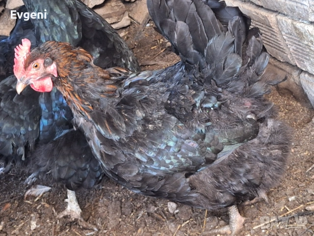 Супер харко кокошки