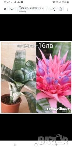 Ехмея,Фикус "Бенжамин",Аглаонема силвер,Калатея, снимка 6 - Стайни растения - 42361923