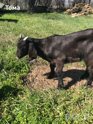 Продавам англонубийско мъжко яре, снимка 3 - Кози - 53829438