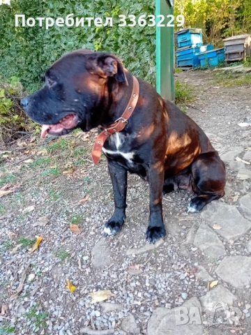 Продавам американски старфоршир бул тиреер, снимка 2 - Американски стафордширски териер - 53215687