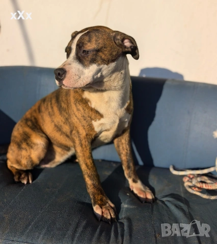 Питбул! , снимка 6 - Питбул - 52188073