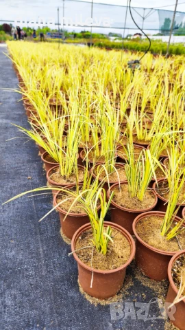 Акорус, Acorus Gramineus Ogon!!!, снимка 4 - Градински цветя и растения - 49964248